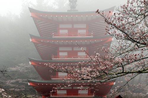 Fujiyoshidai ( Japon) - Pagode Chureito dans la brume avec cerisiers en fleurs(VO-19-1433)