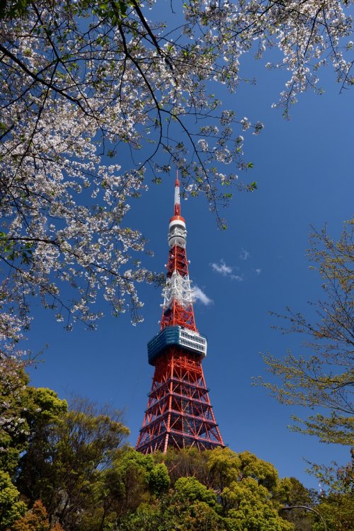 Tokyo (Japon) - Tour de Tokyo avec cerisiers en fleurs au premier plan(VO-19-1440)