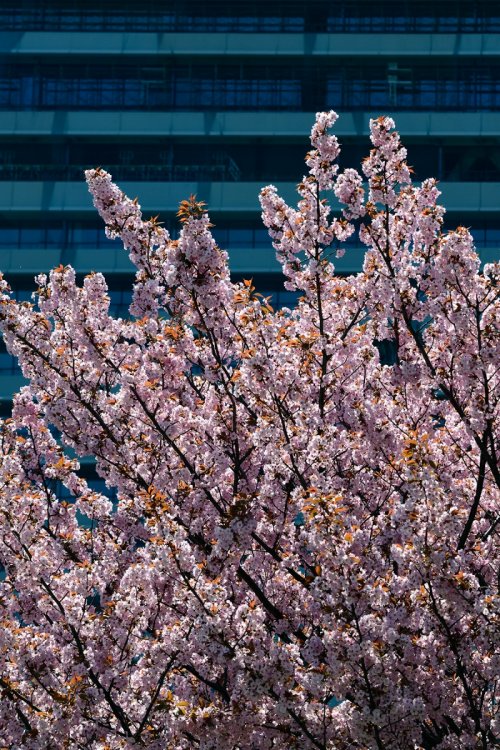 Tokyo (Japon) - Cerisiers en fleurs sur fond de gratte ciel dans Hama - rikyu gardens(VO-19-1486)