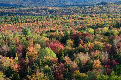 Marlboro (Vermont, USA) - vue panoramique sur les forêts à l'automne(VO-19-1827)