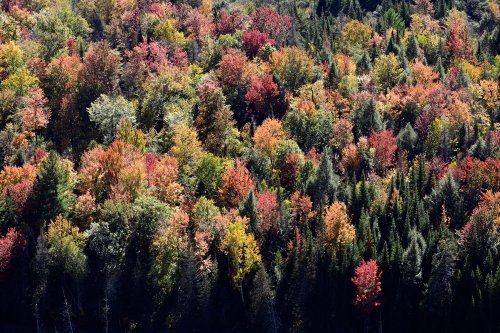 Parc des Adirondacks (état de New York, USA) - forêts vus depuis le sommet de Moxham Mountain(VO-19-1877)