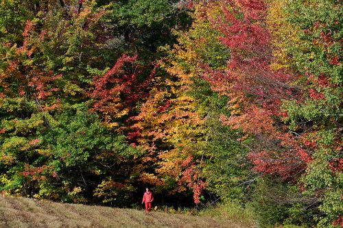Marlboro (Vermont, USA) - Erables aux couleurs d'automne  à la lisière d'un champ (avec personnage en rouge sous les arbres)(VO-19-1936)