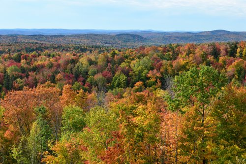 Marlboro (Vermont, USA) - Vue panoramique des forêts à l'automne(VO-19-1954)