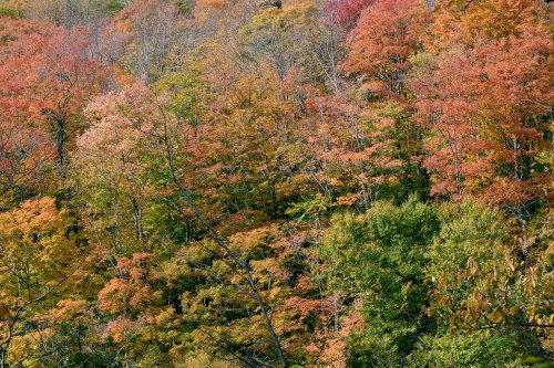 Vermont (USA) - Forêts d'érables le long de la route 100(VO-19-1990)