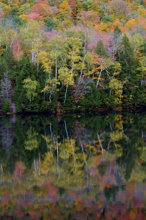 Echo Lake (Vermont, USA) - Arbres aux feuillages d'automne se reflétant dans le lac (sans ciel)(VO-19-2035)