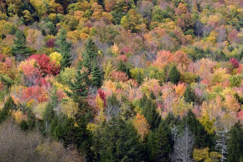 Lincoln Moutain (Vermont, USA) - Feuillages multicolres(VO-19-2102)