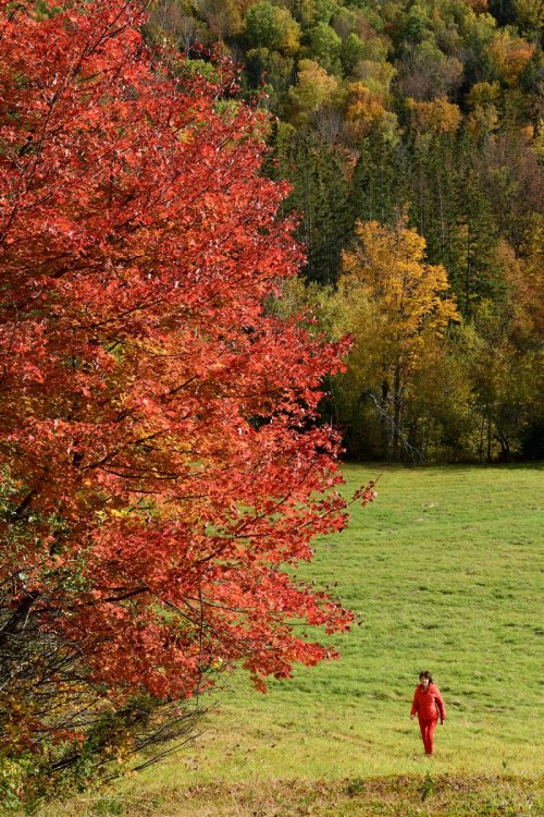 Lincoln Mountain (Vermont, USA) - Personnage en rouge dans un pré très vert à côté d'un érable rouge(VO-19-2122)