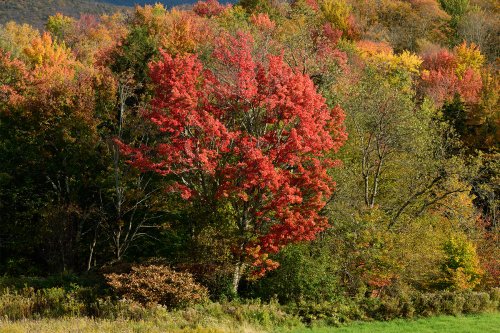 Appalachian Gap (Vermont, USA) - Erable avec feuille rouges(VO-19-2150)
