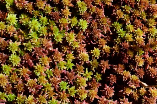 Appalachian Gap (Vermont, USA) - Mousses au bord du lac (VO-19-2193)