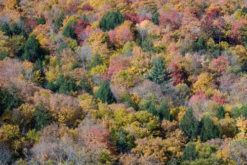 Stowes Mountain (Vermont, USA) - Érables multicolores sur les flancs d'une montagne (cadrage serré)(VO-19-2216)
