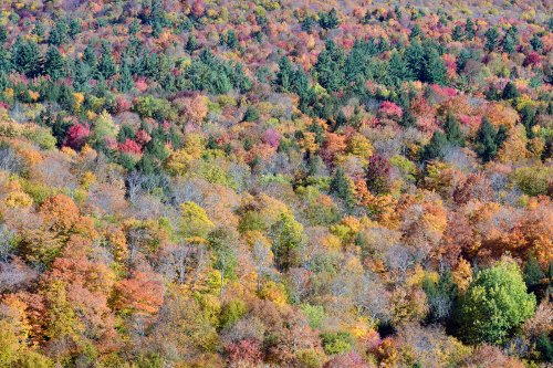 Stowes Mountain (Vermont, USA) - Érables multicolores sur les flancs d'une montagne (cadrage serré)(VO-19-2221)