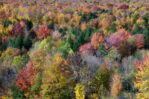 Stowes Mountain (Vermont, USA) - Érables multicolores sur les flancs d'une montagne (cadrage serré)(VO-19-2228)