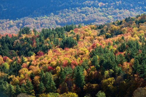 Stowes Mountain (Vermont, USA) - Érables multicolores au milieu de sapins (vue plongeante)(VO-19-2237)