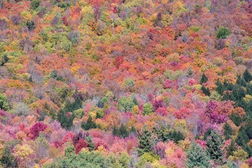 Stowes Mountain (Vermont, USA) - Érables multicolores sur les flancs d'une montagne (cadrage serré)(VO-19-2241)