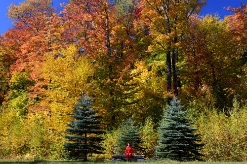 Lincoln Mountain (Vermont, USA) - Femme assise sur un banc bordé par deux sapins avec érables au feuillage jaune et rouge en arrière plan(VO-19-2249)