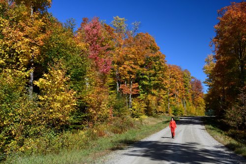 Lincoln Mountain (Vermont, USA) - Randonneuse sur une petite route bordée par des érables au feuillage jaune et rouge(VO-19-2253)