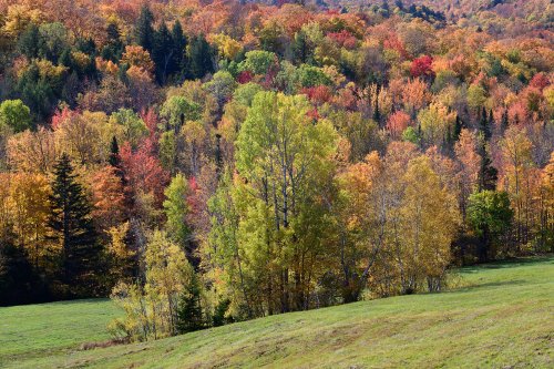 Lincoln Mountain (Vermont, USA) - Bosquet d'arbre au milieu d'un champ avec érables au feuillage jaune et rouge en arrière plan(VO-19-2261)