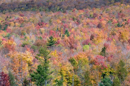 Lincoln Mountains (Vermont USA) - Érables multicolores sur les flancs d'une montagne (cadrage serré)(VO-19-2276)