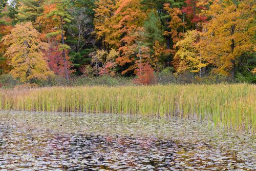 Vermont (USA) - Mare couverte de nénuphars  avec érables colorés en arrière plan(VO-19-2295)