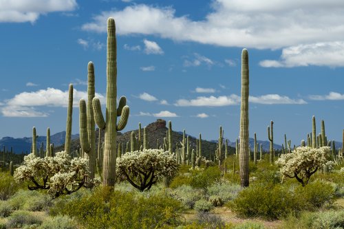 Parc National de Organ Pipe Cactus (Arizona, USA) - Paysage typique du désert de Sonora avec ses cactus Saguaro(VO-20-0009)