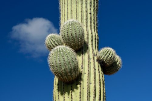 Parc National de Organ Pipe Cactus (Arizona, USA) - Cactus Saguaro avec pousses sur son tronc(VO-20-0048)
