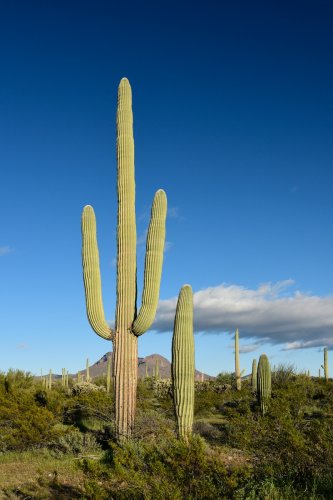 Parc National de Organ Pipe Cactus (Arizona, USA) - Cactus Saguaro  (VO-20-0107)