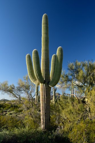 Parc National de Organ Pipe Cactus (Arizona, USA) - Cactus Saguaro avec quatre bras en couronne (VO-20-0111)