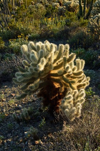 Parc National de Organ Pipe Cactus (Arizona, USA) - Cactus "Teddybear Cholla"(VO-20-0126)