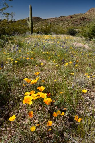 Parc National de Organ Pipe Cactus (Arizona, USA) - Sol couvert de fleurs de pavot jaune jaunes (floraison en mars) avec cactus Saguaro en arrière plan(VO-20-0172)