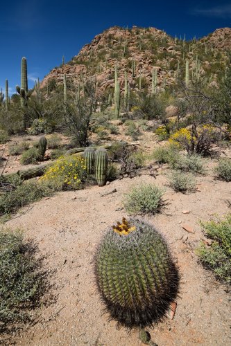 Parc National de Saguaro (Arizona, USA) - "Barrel cactus" avec montagne granitique en arrière plan(VO-20-0200)