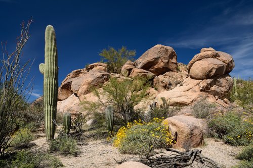 Parc National de Saguaro (Arizona, USA) - Cactus Saguaro avec blocs granitiques en arrière plan(VO-20-0205)