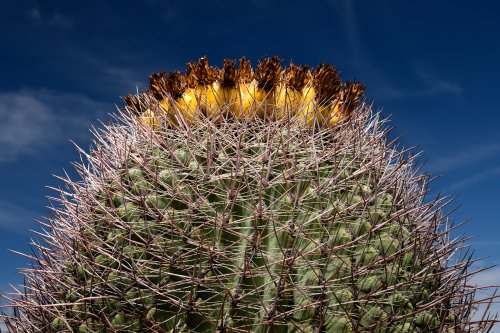 Parc National de Saguaro (Arizona, USA) - "Barrel cactus" avec couronne de fruits jaunes au sommet(VO-20-0226)