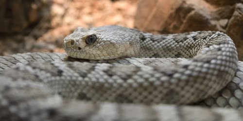 Désert de Sonora (Arizona, USA) - Crotale en déplacement(VO-20-0252)