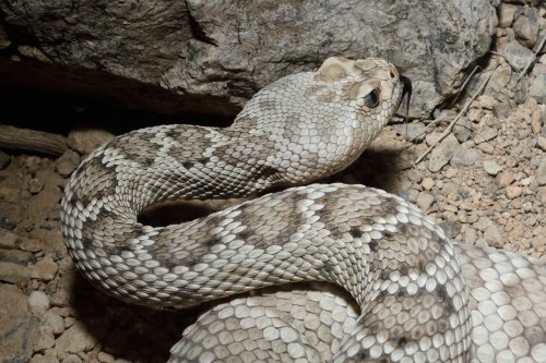 Désert de Sonora (Arizona, USA) - Crotale(VO-20-0257)