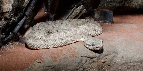 Désert de Sonora (Arizona, USA) - Crotale lové sur un rocher(VO-20-0259)