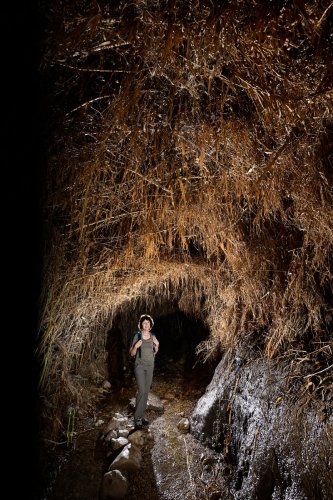 Réserve naturelle d'Ein Gedi (Israël) - Passage dans un tunnel creusé dans la végétation(VO-23-0022)