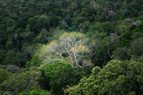 Manaus (Amazonas, Brésil) -  Forêt amazonienne vue de haut avec un grand arbre aux au feuillage clair au centre(VO-23-0564)