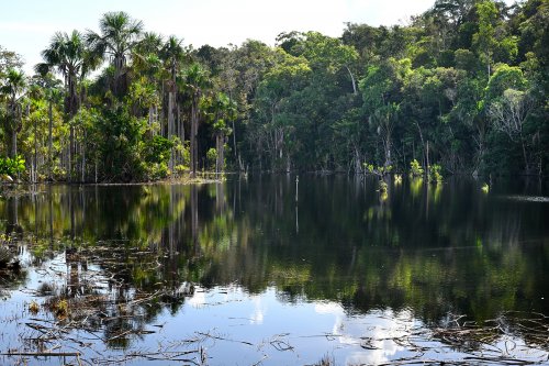 Presidente Figeiredos (Amazonas, Brésil) -  Zone de forêt inondée(VO-23-0615)