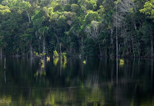 Presidente Figeiredos (Amazonas, Brésil) -  Zone de forêt inondée(VO-23-0616)