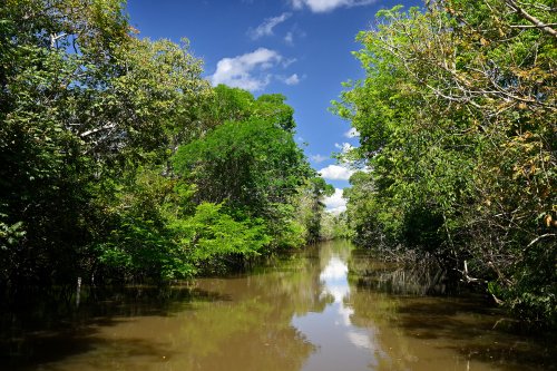 Manaus (Amazonas, Brésil) - Bras du Rio Negro au milieu de la forêt(VO-23-0670)