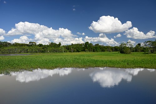 Manaus (Amazonas, Brésil) -  Ciel se reflétant dans un marécage avec zone boisée en arrière plan(VO-23-0688)