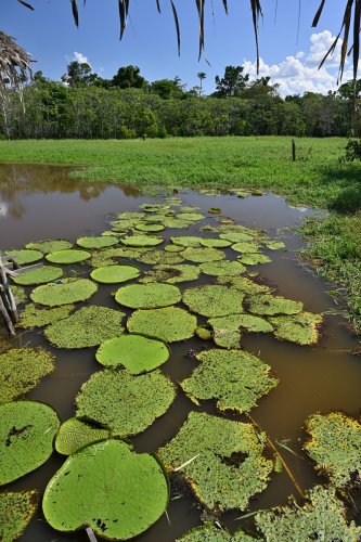 Manaus (Amazonas, Brésil) -  Nénuphars couvrant un marécage(VO-23-0691)