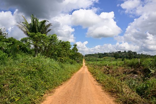 Rurópolis (Pará, Brésil) - Piste  au milieu d'une zone déforestée(VO-23-0741)