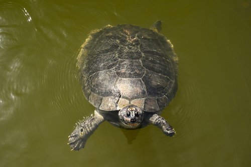 Alter do Chão (Pará, Brésil) - Tortue d'eau douce(VO-23-0801)