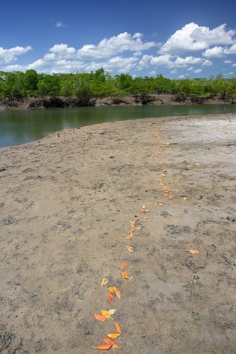 Delta de Paranaiba (Maranhao, Brésil) - Alignement de feuilles jaunes laissées par une crue sur les berges argileuses d'une   rivière(VO-23-1491)
