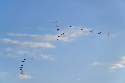 Tutóia (Maranhão, Brésil) - Vol d'ibis rouges au coucher du soleil (VO-23-1576)