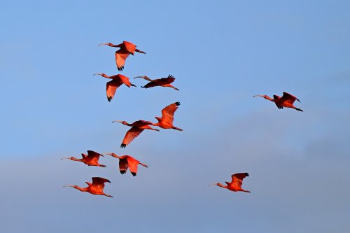 Tutóia (Maranhão, Brésil) - Vol d'ibis rouges au coucher du soleil (groupe de 10)(VO-23-1588)