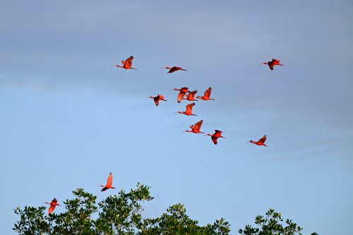 Tutóia (Maranhão, Brésil) - Vol d'ibis rouges au coucher du soleil (au dessus du faîte des arbres)(VO-23-1592)