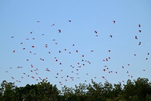 Tutóia (Maranhão, Brésil) - Vol d'ibis rouges au coucher du soleil au dessus des arbres(VO-23-1603)