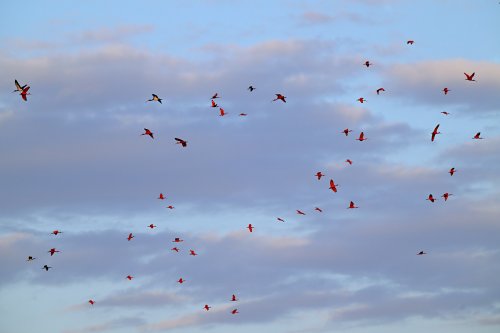 Tutóia (Maranhão, Brésil) - Vol d'ibis rouges au coucher du soleil  (sur fond de nuages mauves)(VO-23-1608)